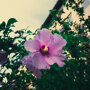 Bloem Hibiscus syriacus 'Woodbridge'